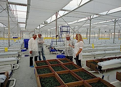 Modern Topraksız Sera